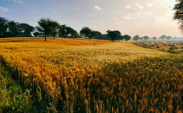 RFSS 298 : « Droit à l’alimentation pour tous : quelle implication des ASS ? »